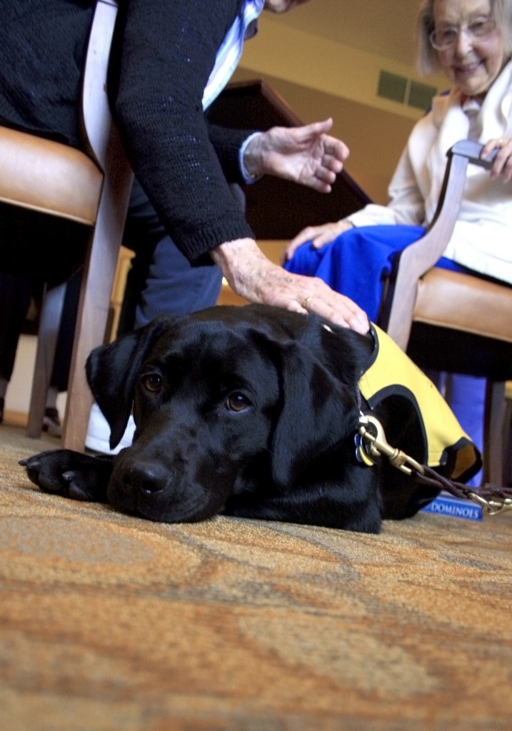 Raja lays down and soaks up some attention as she walked around Crown Cove recently.