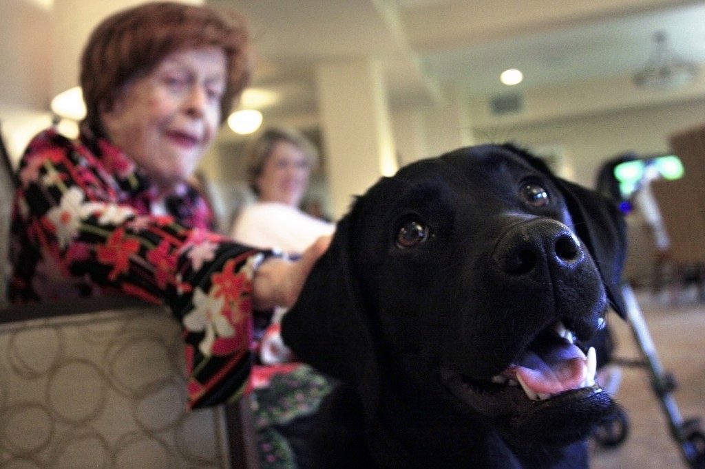 Raja, 8-month-old guide dog in training, with senior residents at Crown Cove senior living community in Corona del Mar. — Photos by Sara Hall