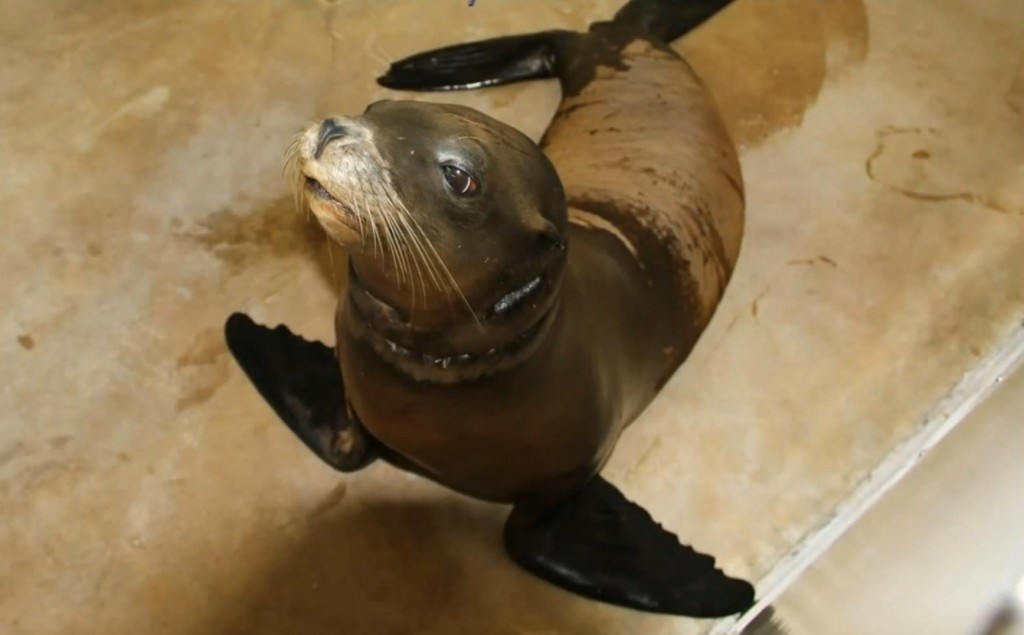 The rescued sea lion, nicknamed Officer Jon