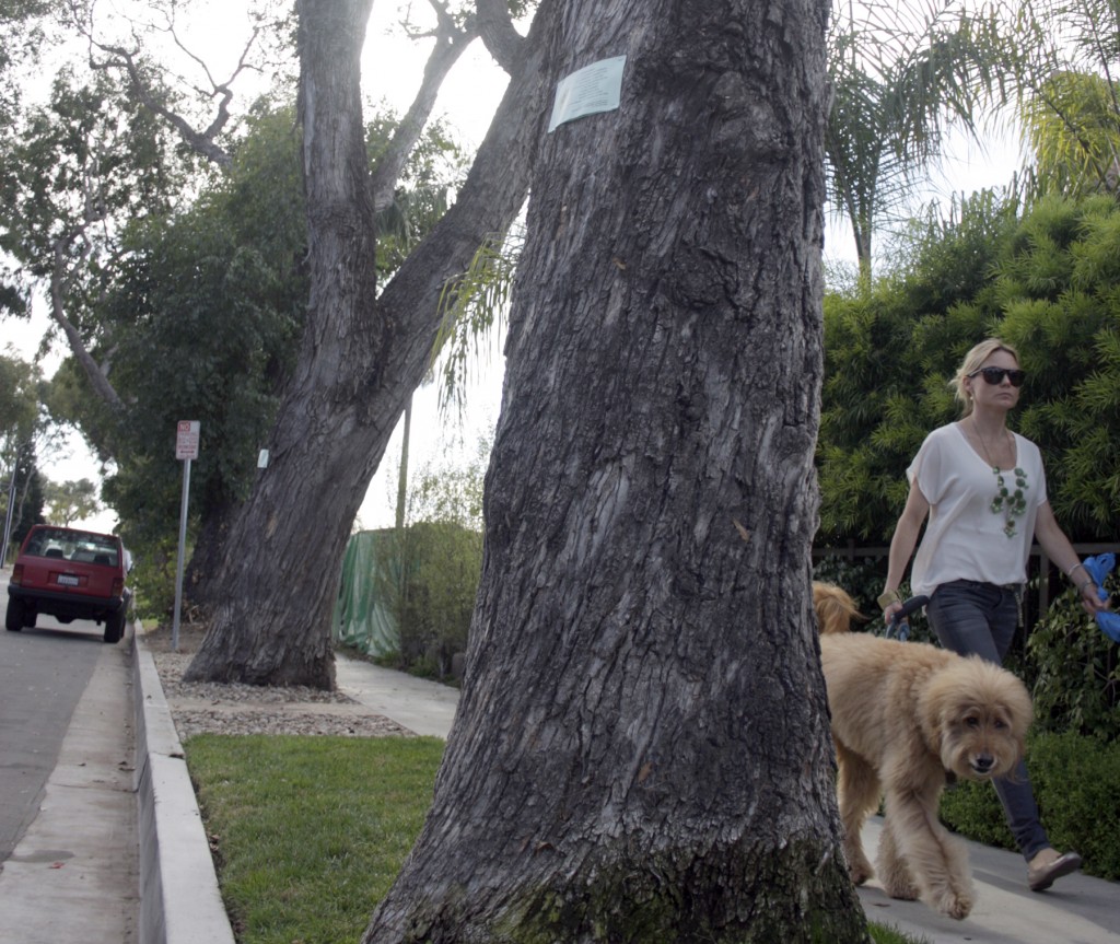 A resident walks her dog by 619 and 621 Poppy Avenue on Thursday. Both trees are slated to be removed. — Photo by Sara Hall