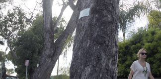 eucalyptus tree Poppy