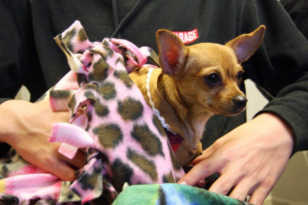 Sunny wrapped up in one of the blankets made by HÔM volunteers. — Photo by Allison Olmstead/Townsend Olmstead Media Company