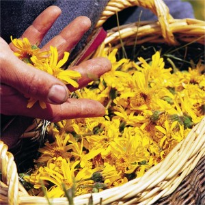 arnica montana