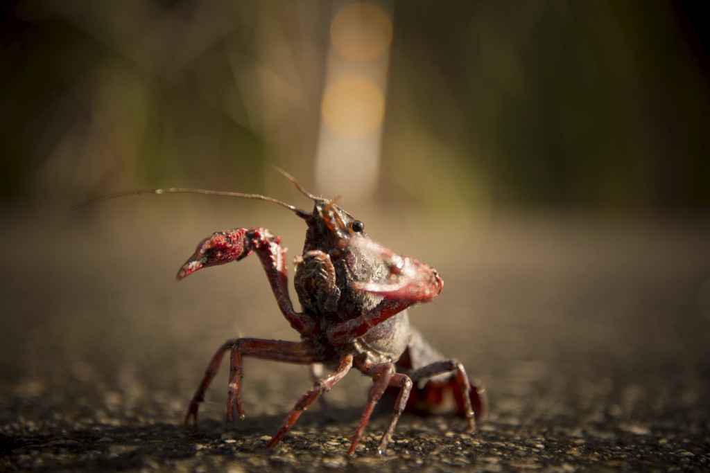 Newport Crab — Photo by Deidre Palladino