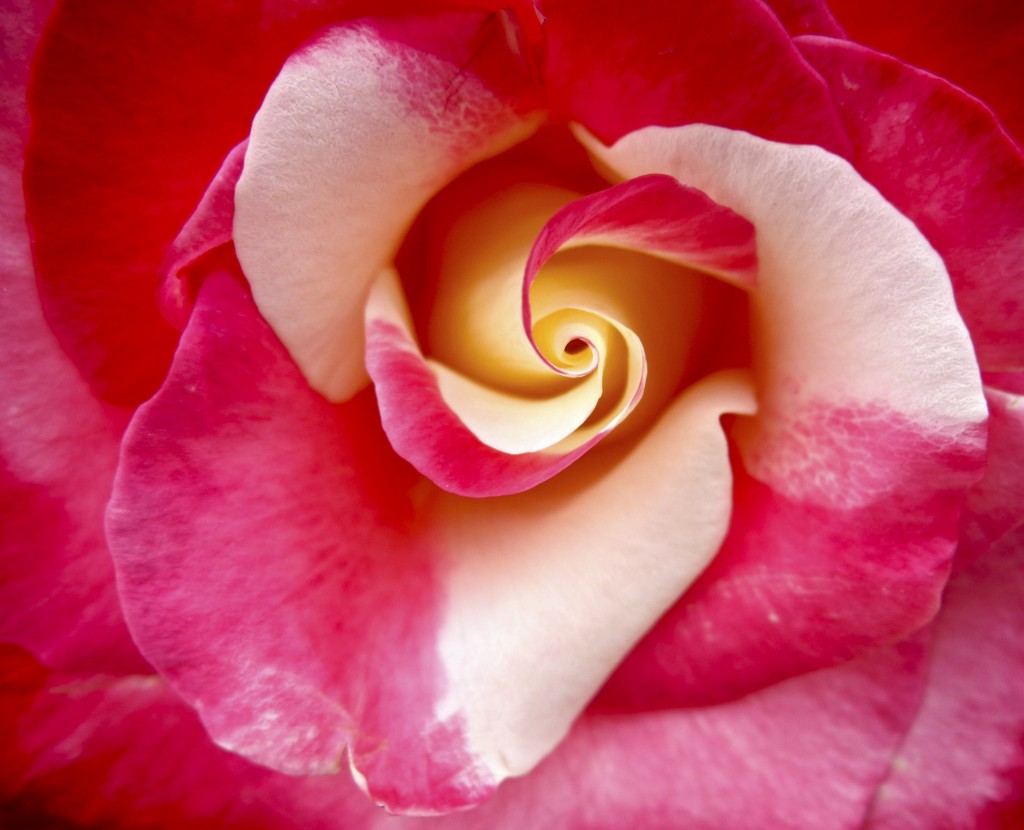 Spring is Here: Rose   — Photo by Lawrence Sherwin