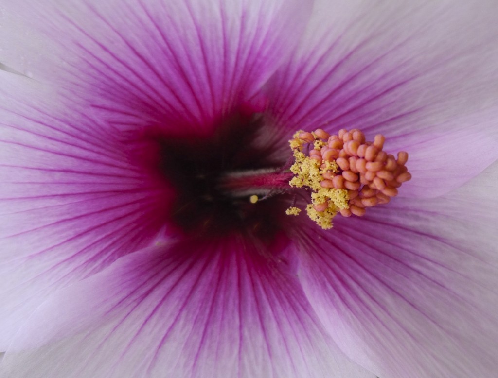 Spring is Here: Hibiscus  — Photo by Lawrence Sherwin