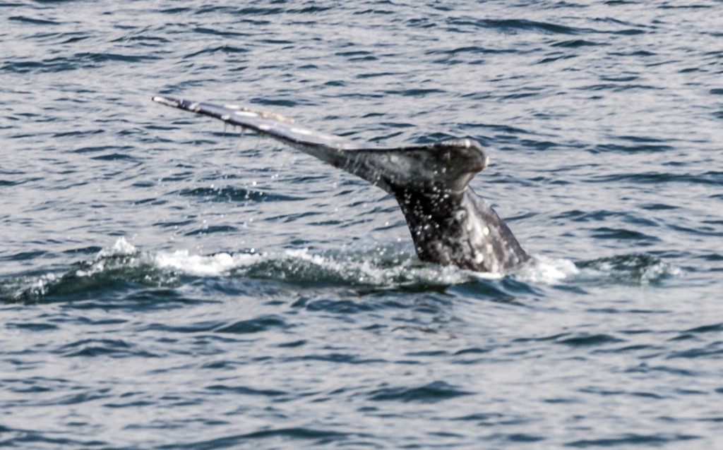 The tail of a whale spotted on a whale watching outing with Davey's Locker. — All photos by Lawrence Sherwin