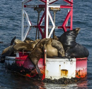 Sea lions sunning on a buoy