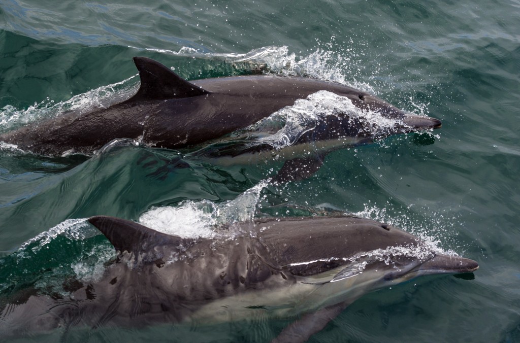 Dolphins spotted near the boat