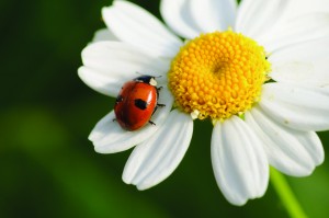 Ladybug on daisy-122537951