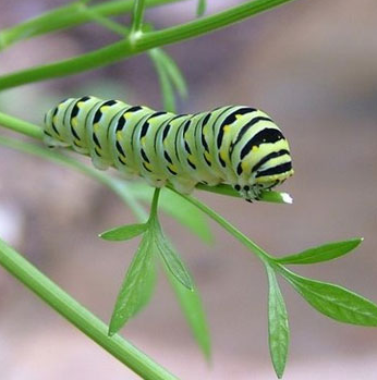 Moment for Health: Banishing Bugs Without Toxins - Newport Beach News