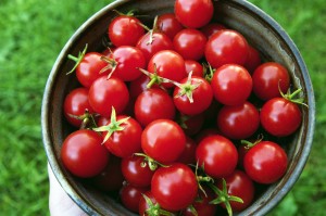cherry tomato-sweet 100-sub