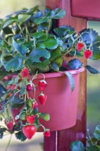 Strawberries are excellent container plants. 