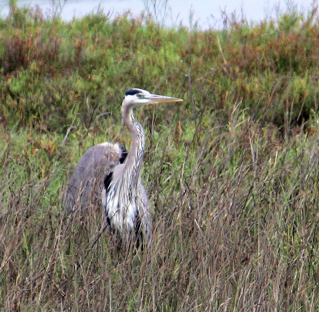 Back Bay Heron — Photo by Andrea Culver © 