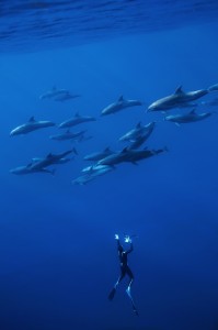 6_dolphins.borde