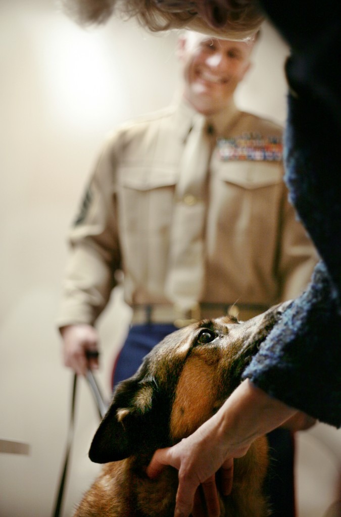 Retired Marine dog, Lucca, gets some attention before the event as her handler, Marine Sgt. Chris Willingham, watches in the background. Lucca served several years in the Marines, including two tours in Iraq and one in Afghanistan, before her leg had to be amputated because of an explosion and she retired.   — Photo by Sara Hall