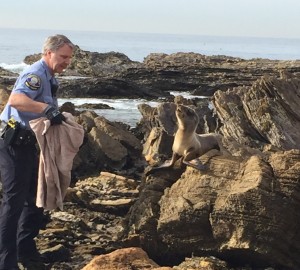 Newport Beach Police Department Animal Control Officer Mike Teague rescues a sea lion