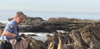 Newport Beach Police Department Animal Control Officer Mike Teague rescues a sea lion