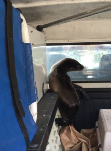 Sea lion on its way to Marine Mammal Care Center