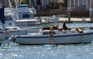 SUP versus sea lions