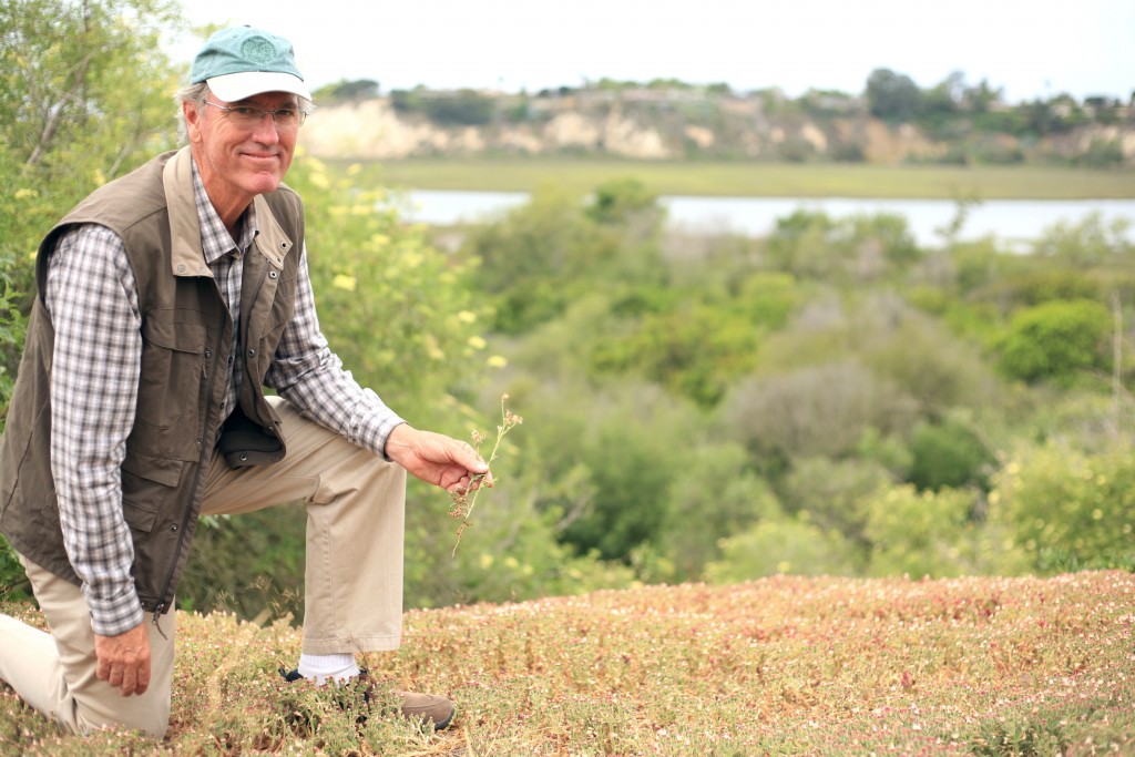 Ron Vanderhoff of the Orange County chapter of California Native Plant Society in the Back Bay with a Moroccan Knapweed, an invasive plant that was recently found in the area. — Photo by Sara Hall ©