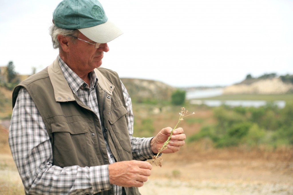 Ron Vanderhoff of the Orange County chapter of California Native Plant Society in the Back Bay with a Moroccan Knapweed, an invasive plant that was recently found in the area. — Photo by Sara Hall ©