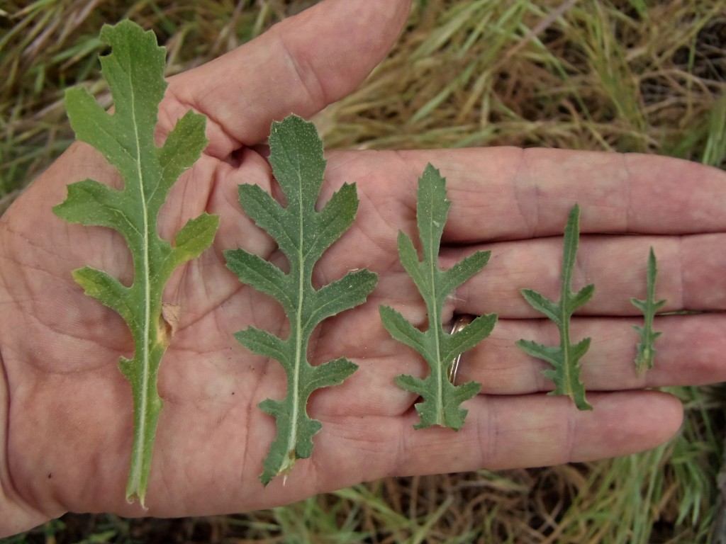 Moroccan Knapweed leaves. — Photo by Ron Vanderhoff © 