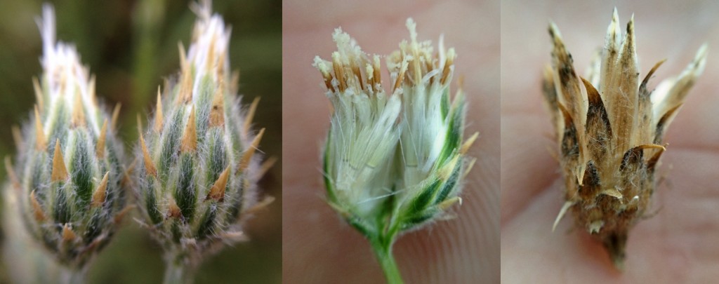 Moroccan Knapweed flower bulb. — Photos by Ron Vanderhoff © 