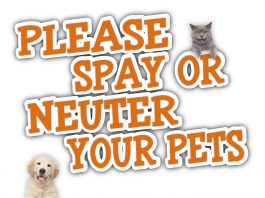 Newport Animal Hospital