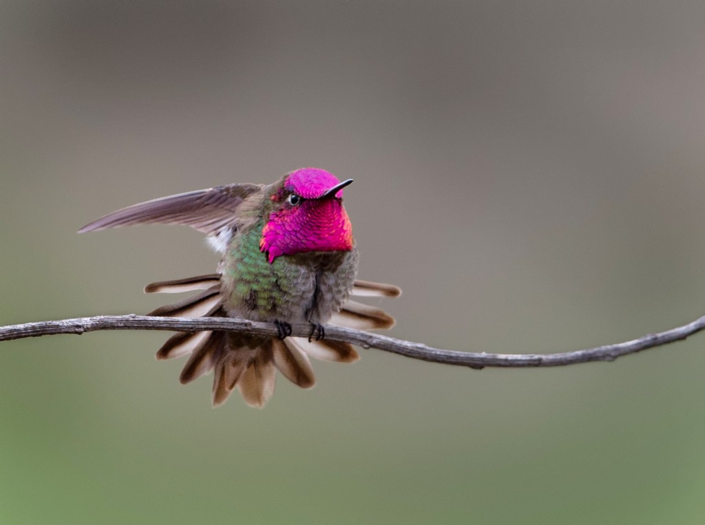Anna's Hummingbird.  — Photo by Patrick O'Healy ©