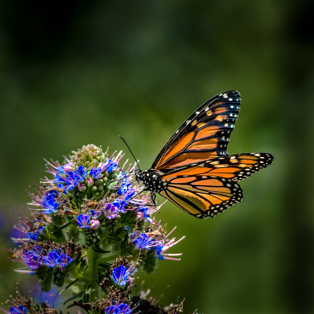 Monarch butterfly. — Photo by Patrick O'Healy ©