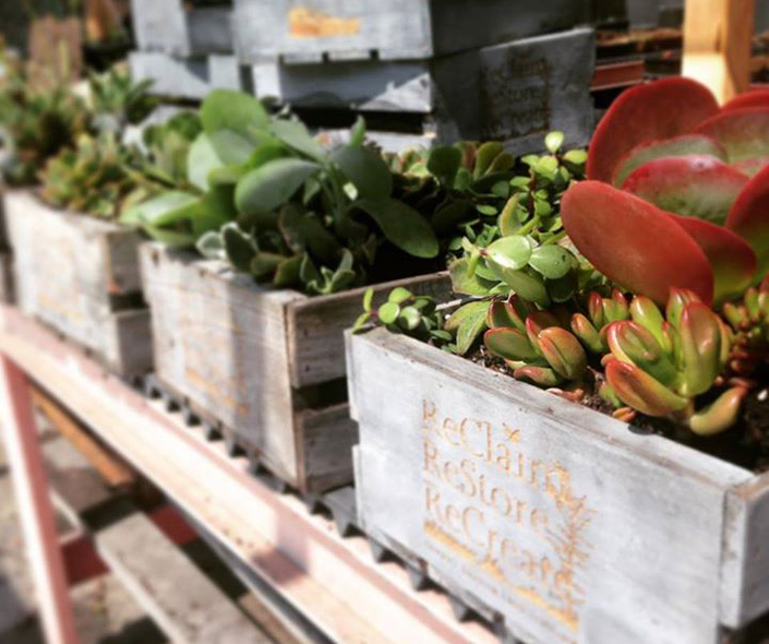 Newport Banning Land Trust nursery plants — Photo courtesy Newport Banning Land Trust