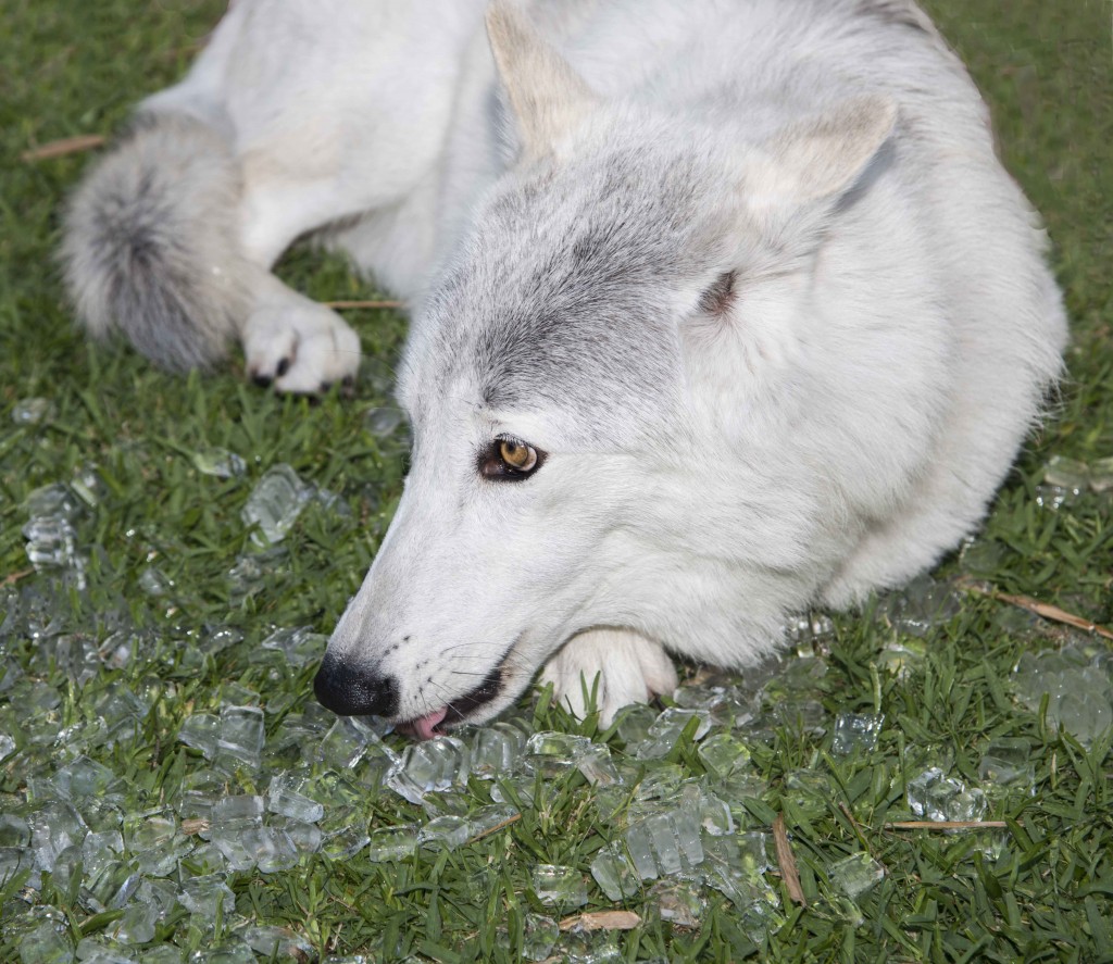 Demu, a 4-year-old wolf. — Photo by Lawrence Sherwin ©