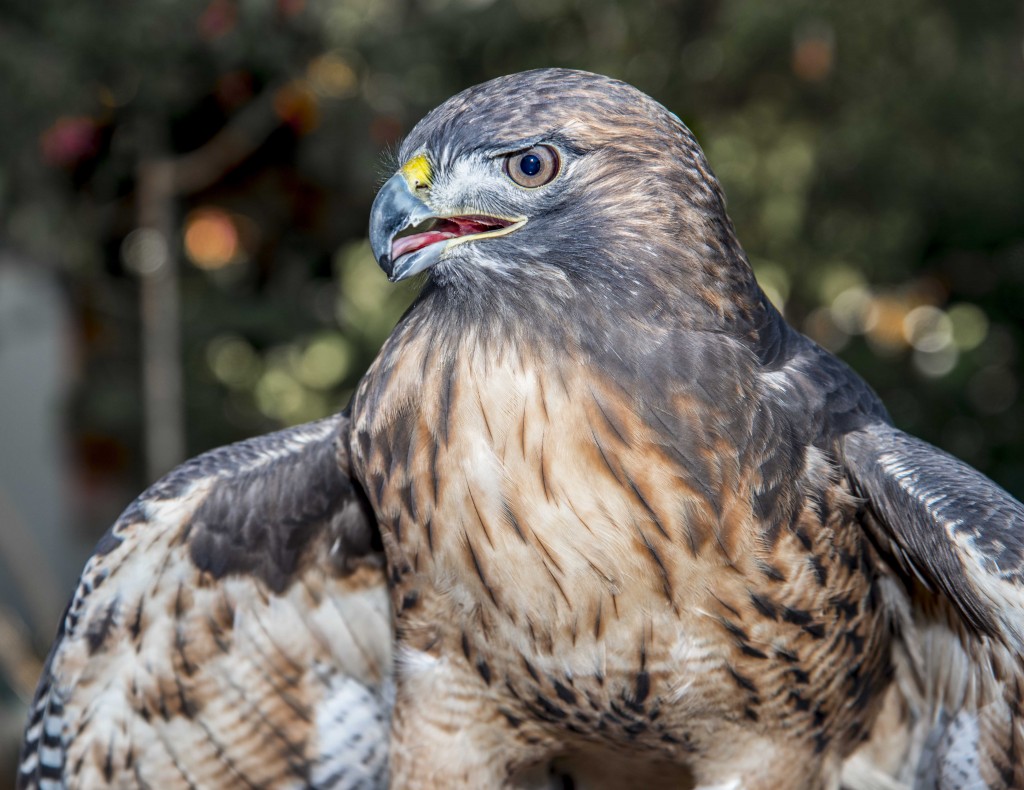 Hank, the red tailed hawk. — Photo by Lawrence Sherwin ©