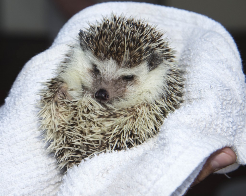 A 4-year-old African pygmy hedgehog. — Photo by Lawrence Sherwin ©