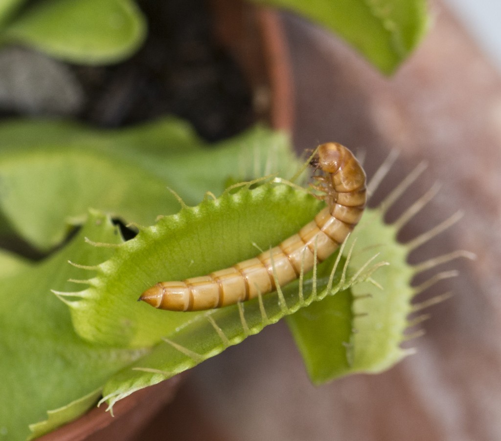 Venus fly trap with captured worm. — Photo by Lawrence Sherwin ©