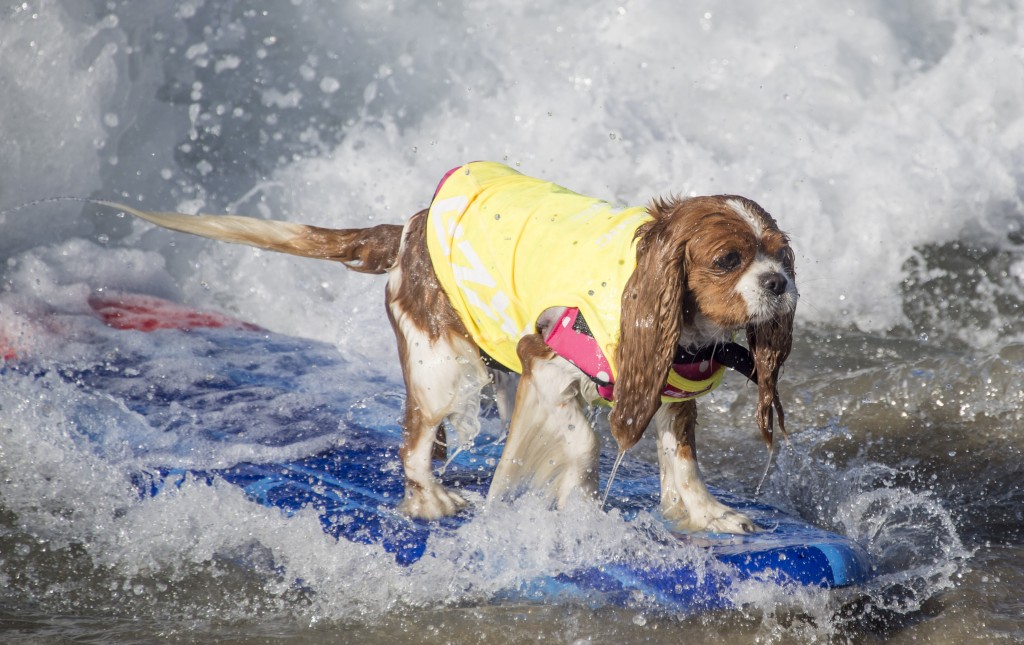 Dog Surfing (1)