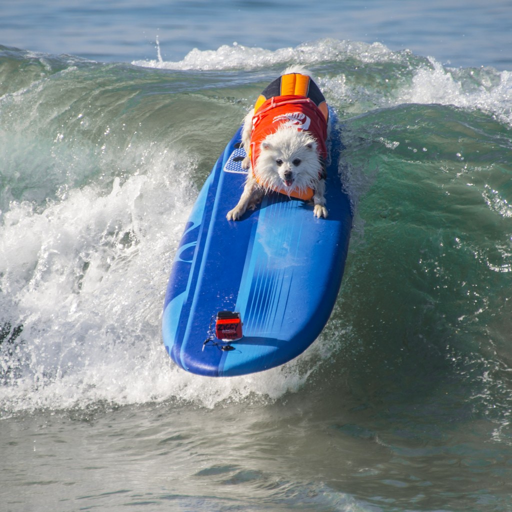Dog Surfing (3)