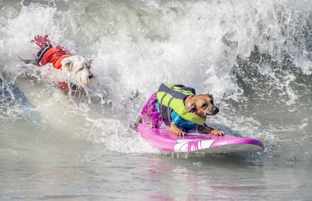 Dog Surfing (5)