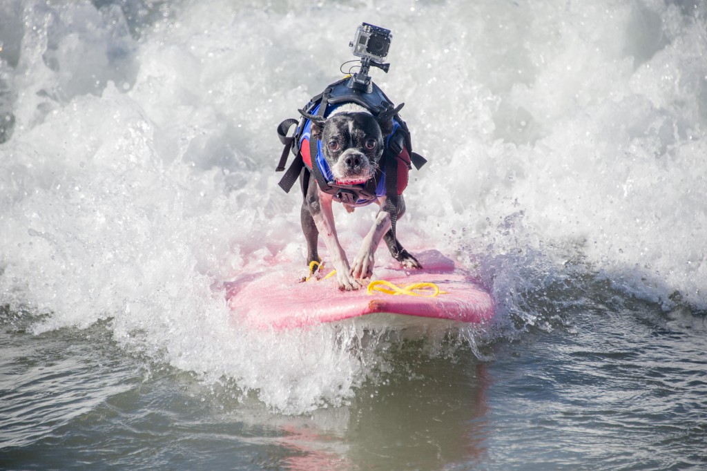 Dog Surfing (6)