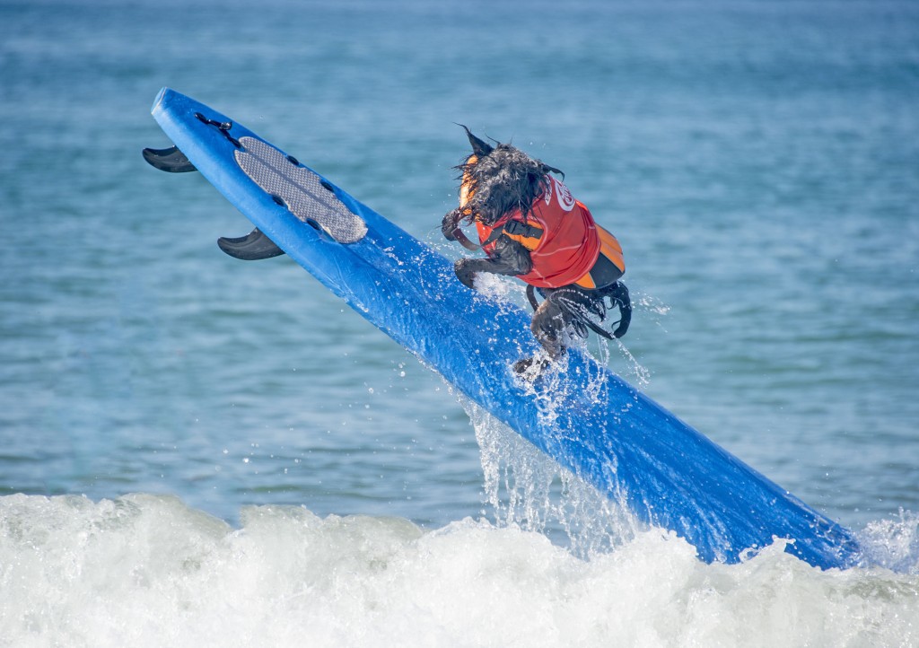 Dog Surfing (8)