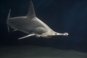 Hammerhead_shark