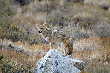 A coyote in South Coast Wilderness Park — Photo by Allan Schoenherr©