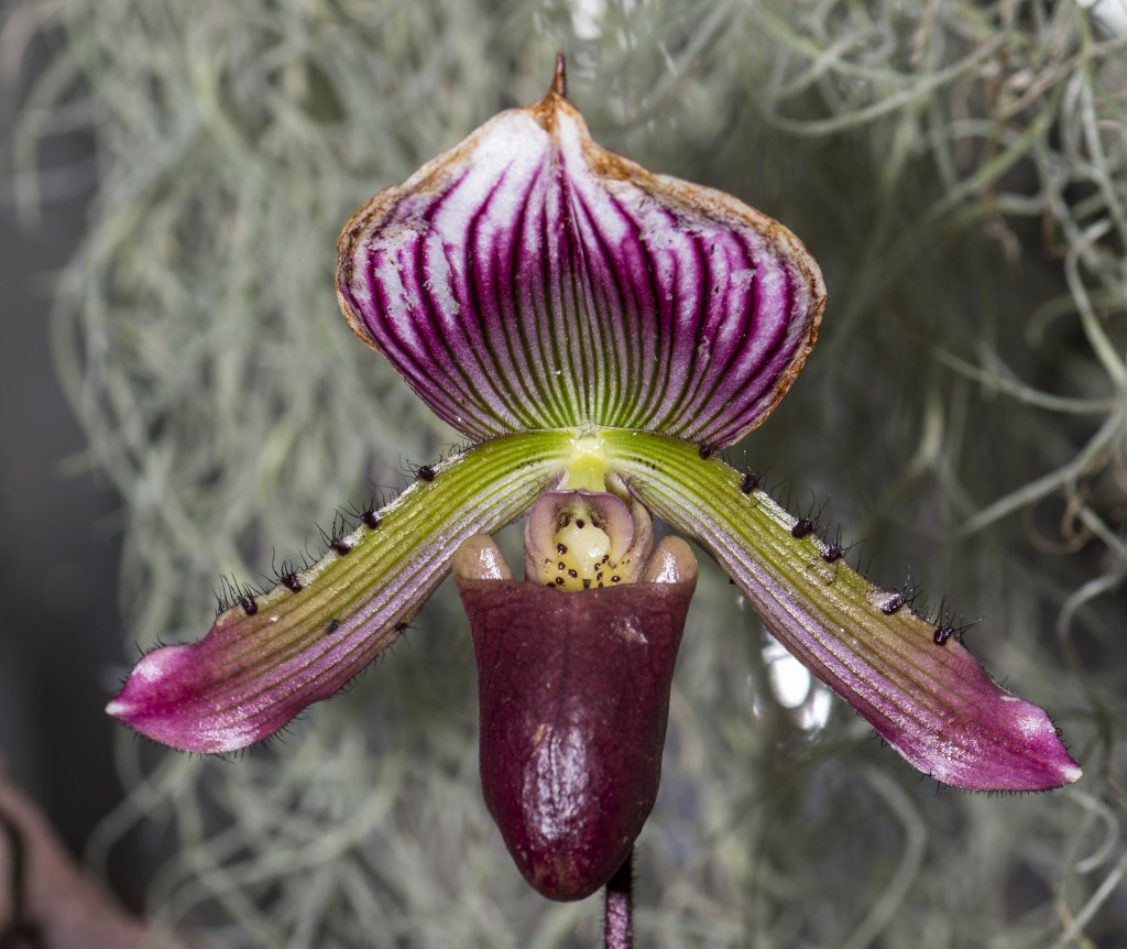 An orchid at Sherman Library & Gardens. — Photo by Lawrence Sherwin © 