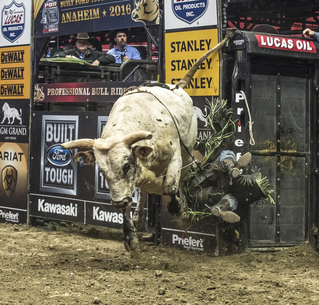 A rider falls off a bull during the event. — Photo by Lawrence Sherwin ©