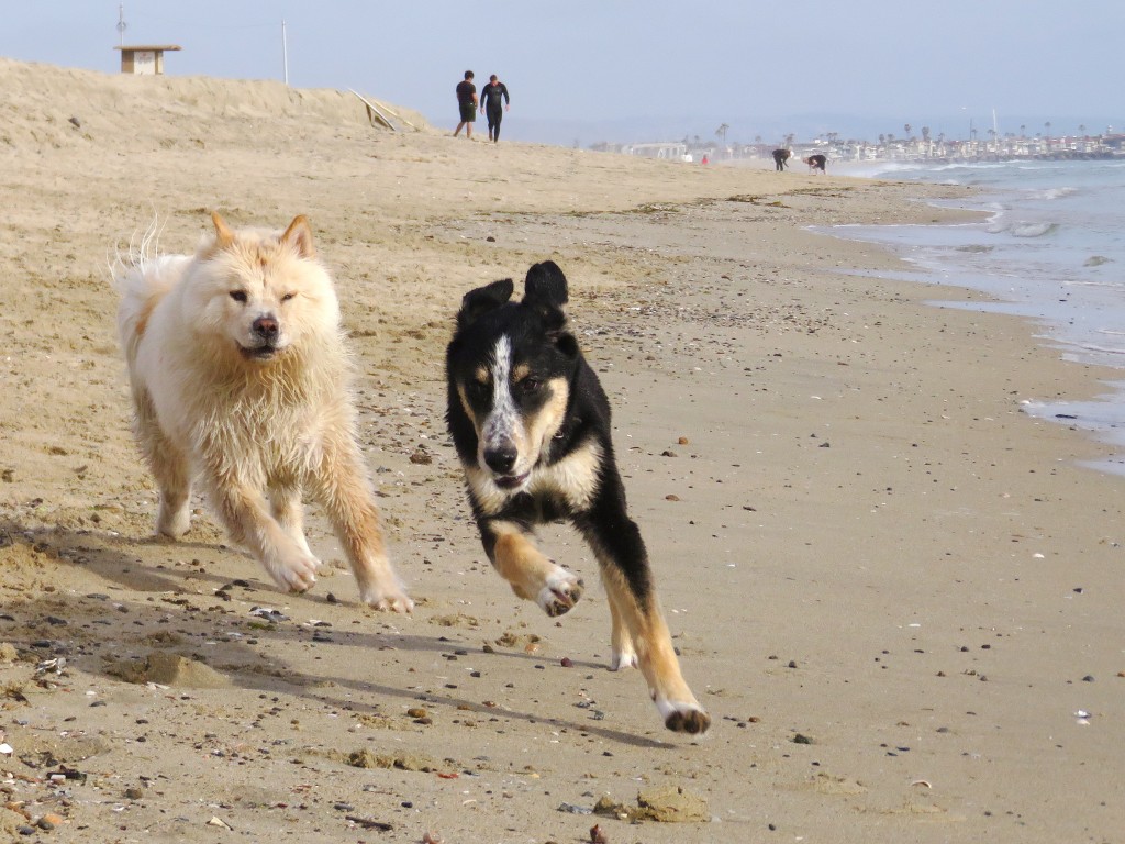 Indie (right), a 6-month-old golden retriever and husky mix from Huntington Beach, runs with Zardalo, a 1-year-old chow chow and poodle mix from Rancho Santa Margarita as they play on the beach near the Santa Ana River mouth on Thursday. — Photo by Sara Hall ©