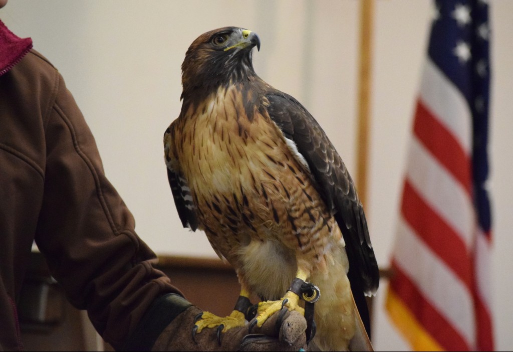 Hank, a red-tailed hawk, visit’s the first graders at Harbor Day School as part of the Traveling Scientist program. — Photo courtesy Harbor Day School/Noelle Becker ©