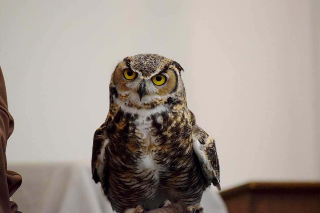 Tweek, a Great Horned Owl who suffered brain damage after he fell out of his nest when he was a hatchling, visit’s the first graders at Harbor Day School as part of the Traveling Scientist program. — Photo courtesy Harbor Day School/Noelle Becker ©