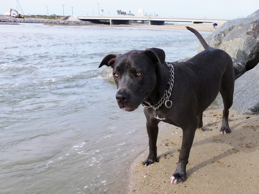 Stella, 1, a rescued mixed pup from Newport Beach plays on the beach near the Santa Ana River mouth on Thursday. — Photo by Sara Hall ©