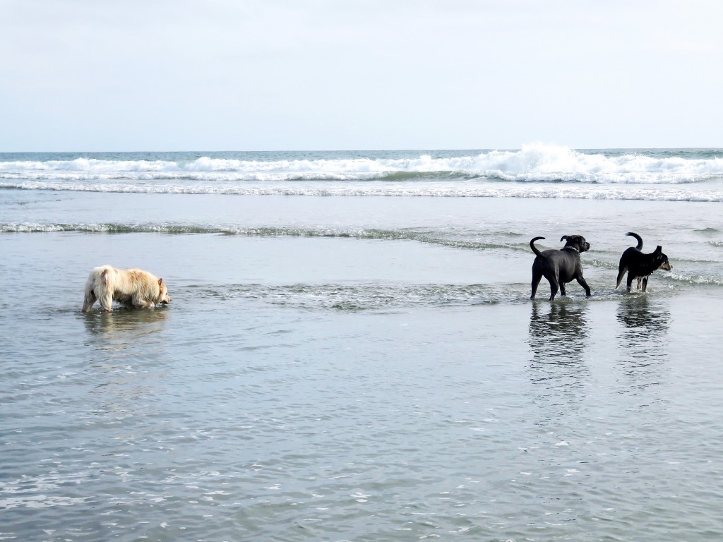 (left to right) Zardalo, a 1-year-old chow chow and poodle mix from Rancho Santa Margarita, Stella, a 1-year-old rescued mixed breed pup from Newport Beach, and Indie, a 6-month-old golden retriever and husky mix from Huntington Beach, play in the water near the Santa Ana River mouth on Thursday. — Photo by Sara Hall ©